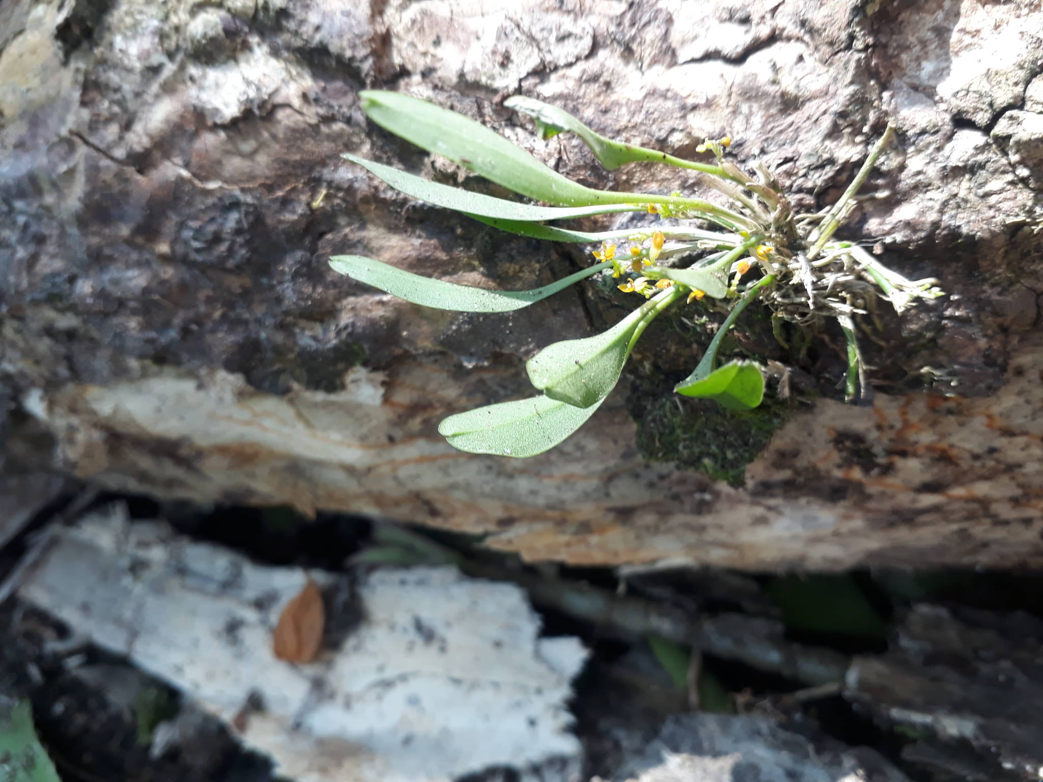 Platystele stenostachya